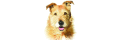 Whole-dog-journal_coupons