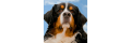 Pets-warehouse_coupons
