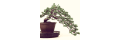 Eastern-leaf_coupons