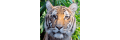 Bronx-zoo_coupons