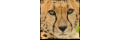 Cincinnati-zoo_coupons