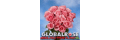 Globalrose_coupons