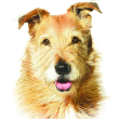 Whole Dog Journal coupons Whole Dog Journal coupons