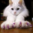 Soft Paws coupons Soft Paws coupons