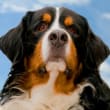 Pets Warehouse coupons Pets Warehouse coupons