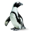 California Academy Of Sciences coupons California Academy Of Sciences coupons