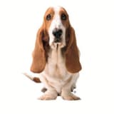 Hush Puppies coupons Hush Puppies coupons