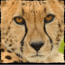 20% Off Cincinnati Zoo Coupons & Promo Codes - November 2022
