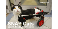 SNAP Cats