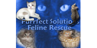 Purrfect Solutions Feline Rescue