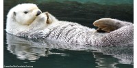 Save Sea Otters From Cosmetic Trash