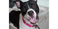Richmond Animal Welfare Foundation Supporting Richmond Animal Control