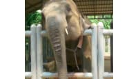 Take Good Care of Sick Elephants