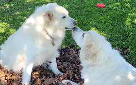 Sasha and Cooper