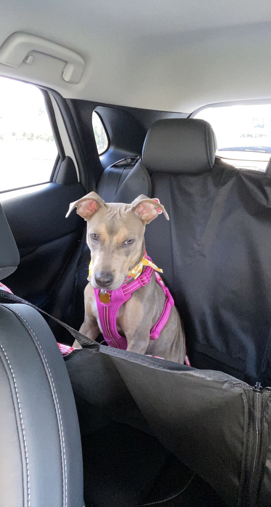 Stella Rose Stella Rose