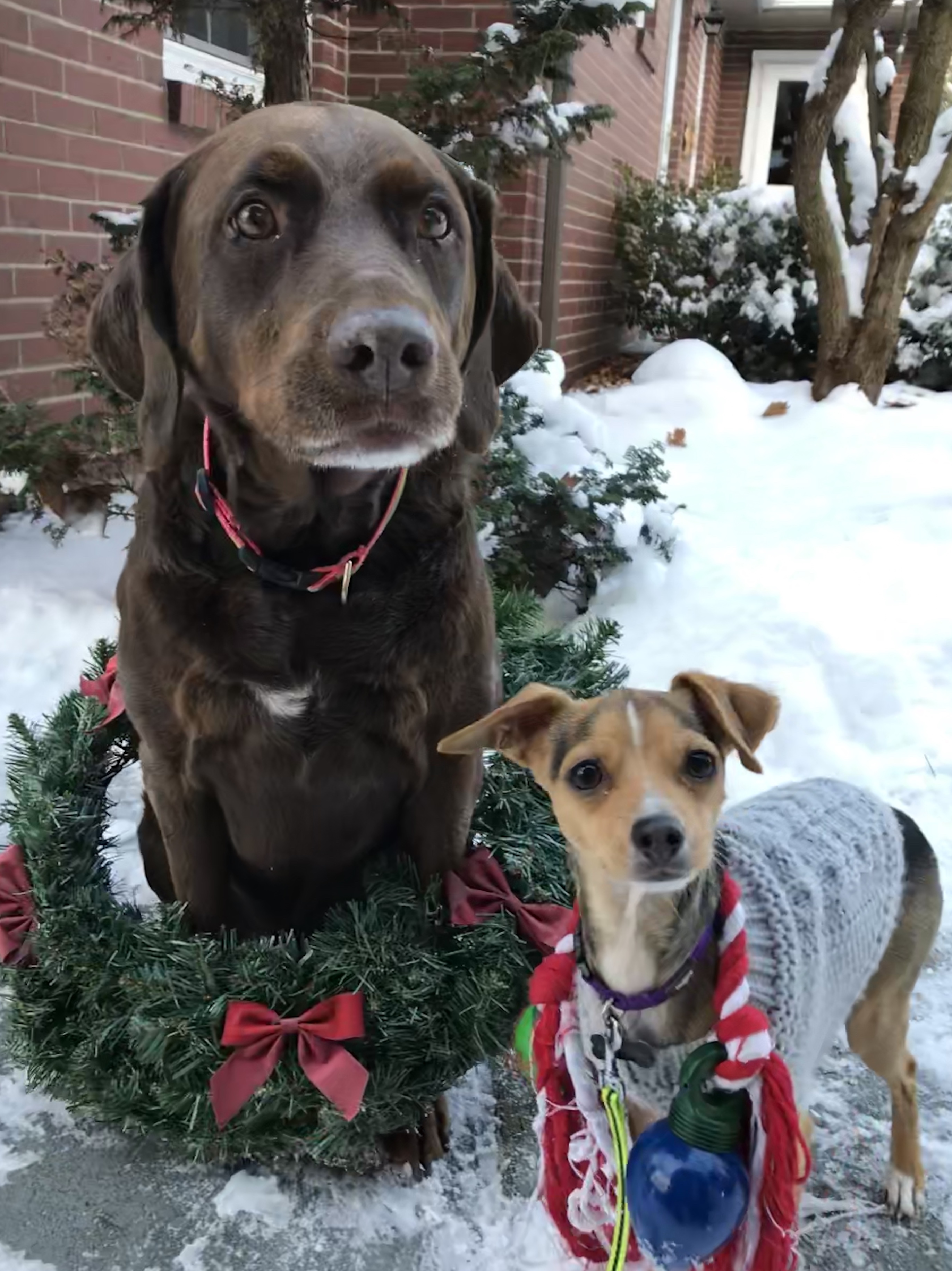 Chester and Lulu