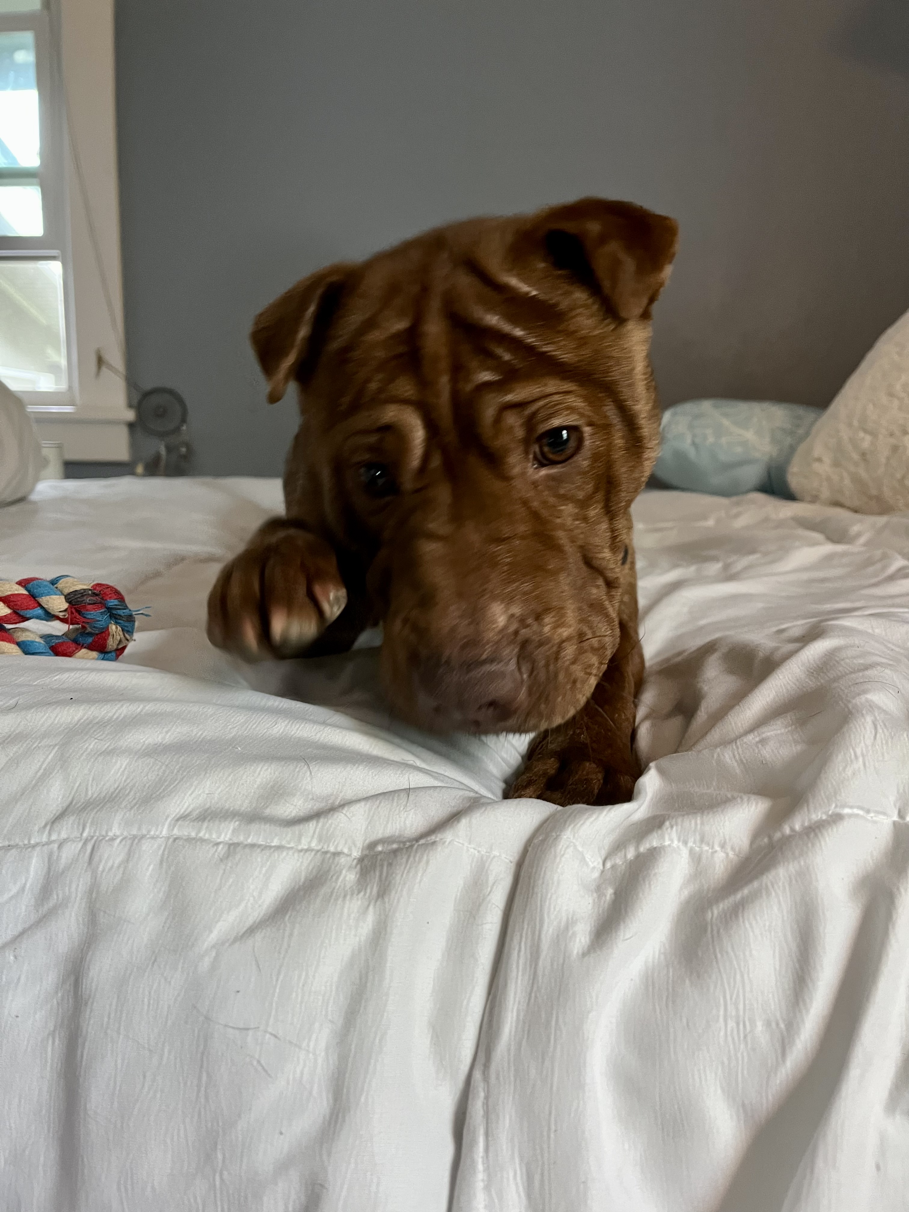 Indy the Lab Pei