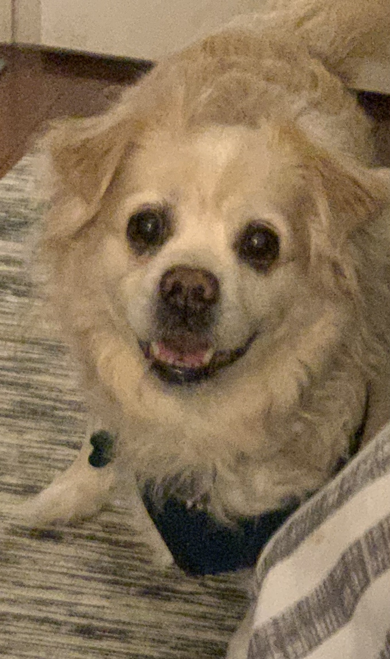 Toby Toby