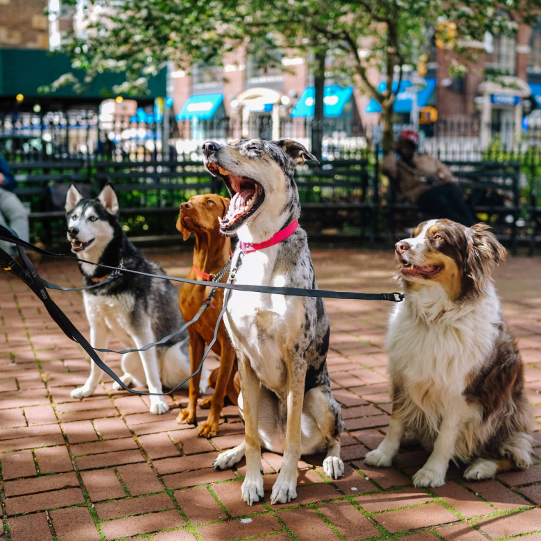 Ver Todos Los Perros