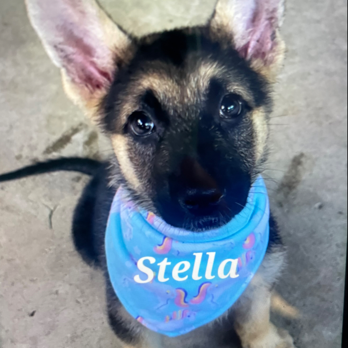 Stella