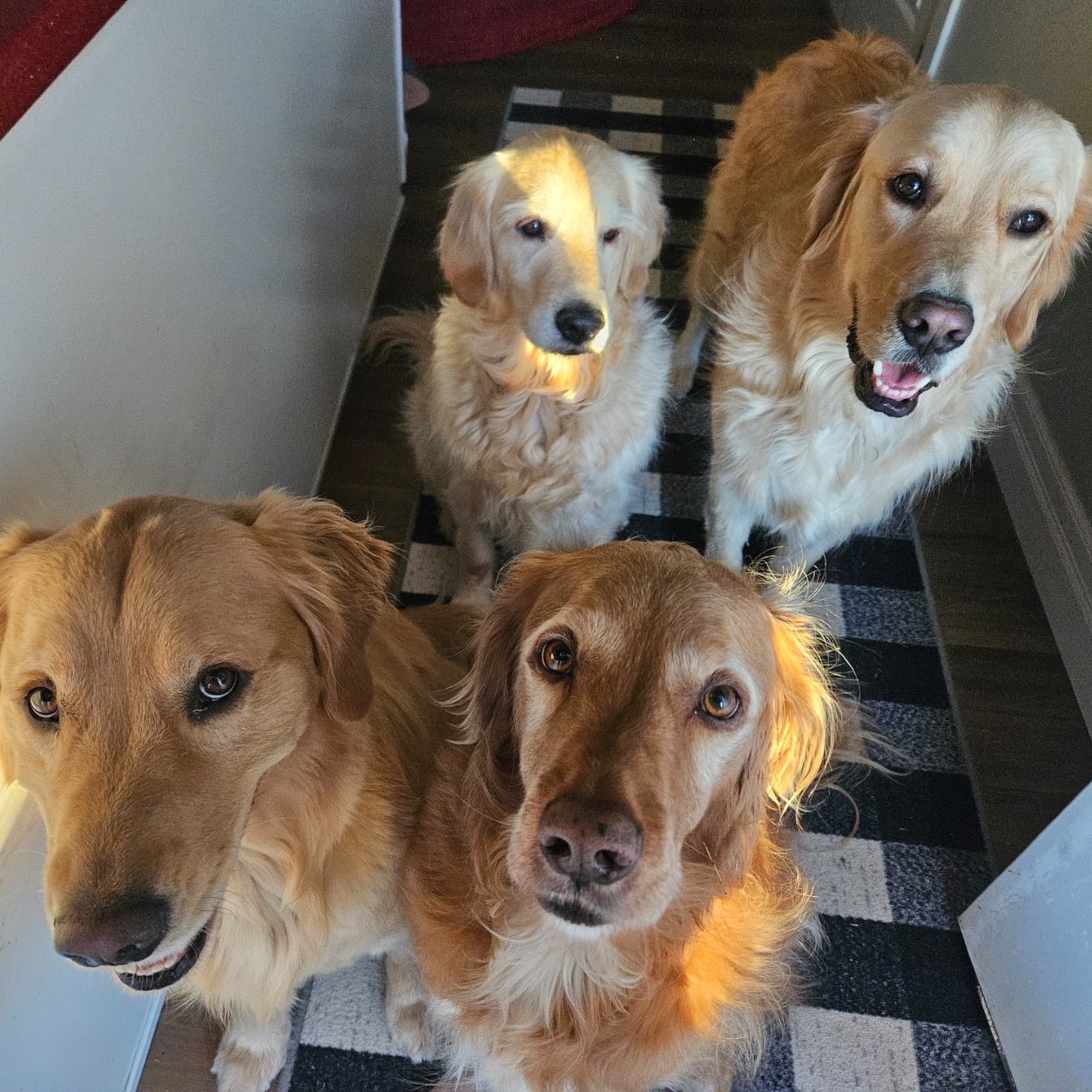 Zoey-Milo-Cooper-Brady