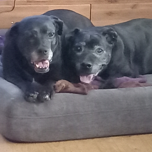 Otto and Frankie