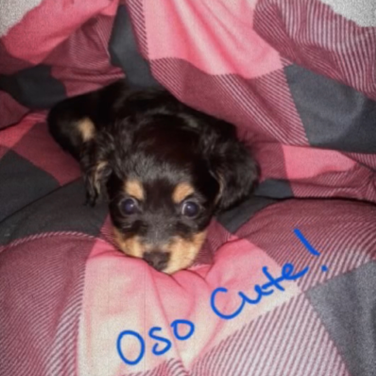 Oso