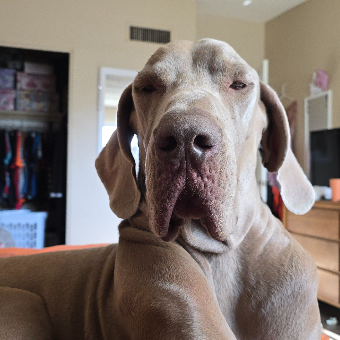 Duke