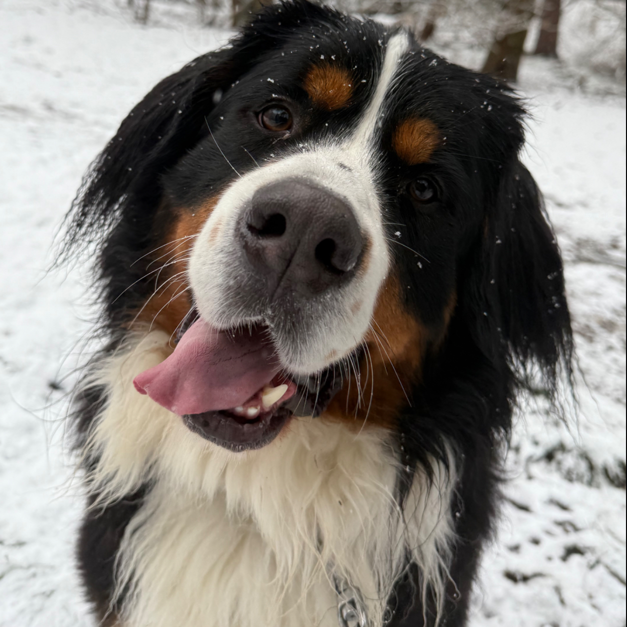 Balou