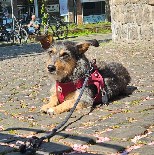 Rodi