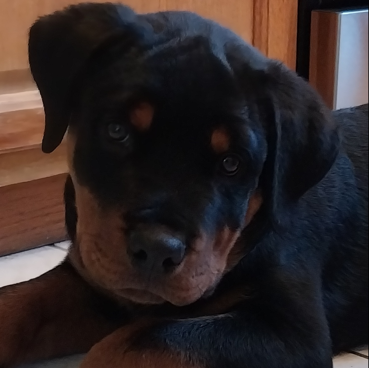 Roco