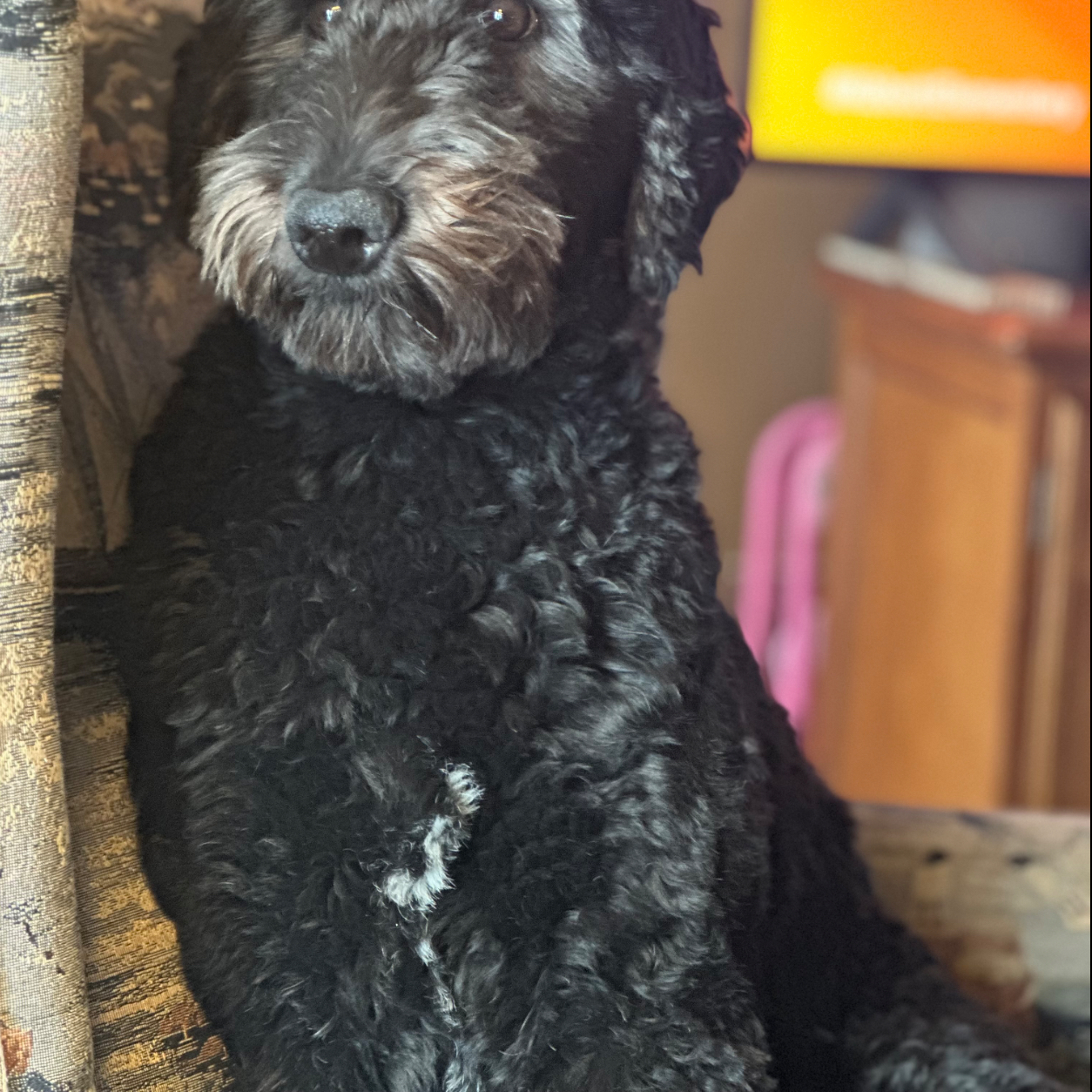 Marley Jane