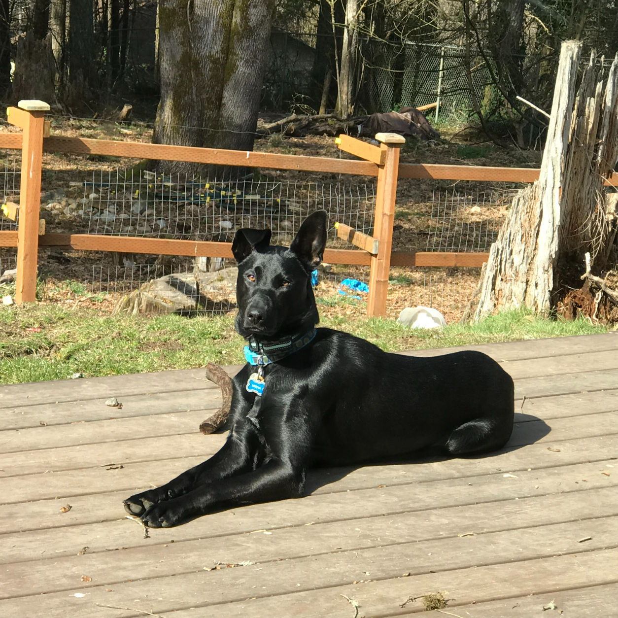 Misha