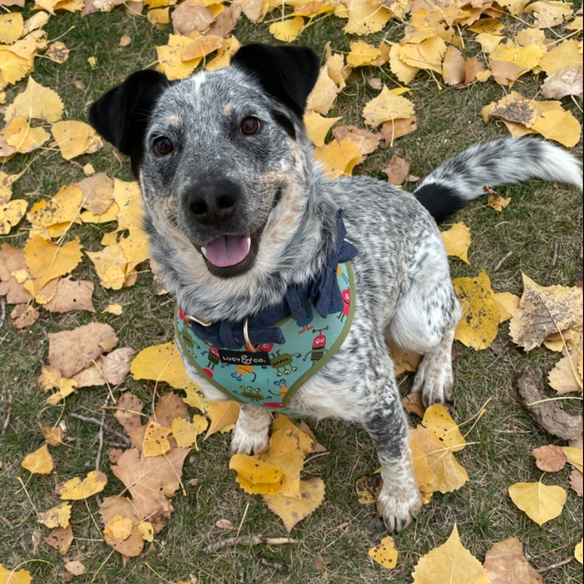 Jax