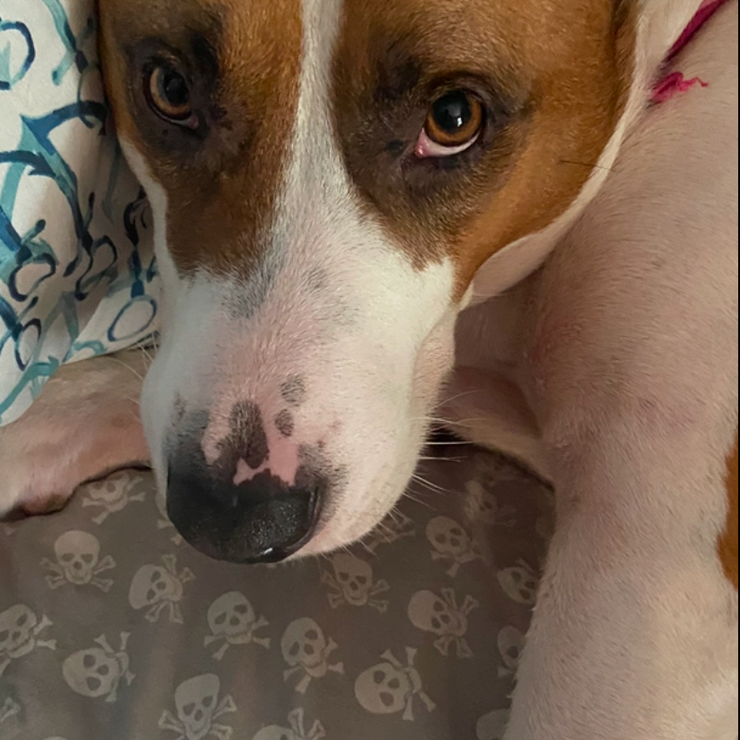 Louie