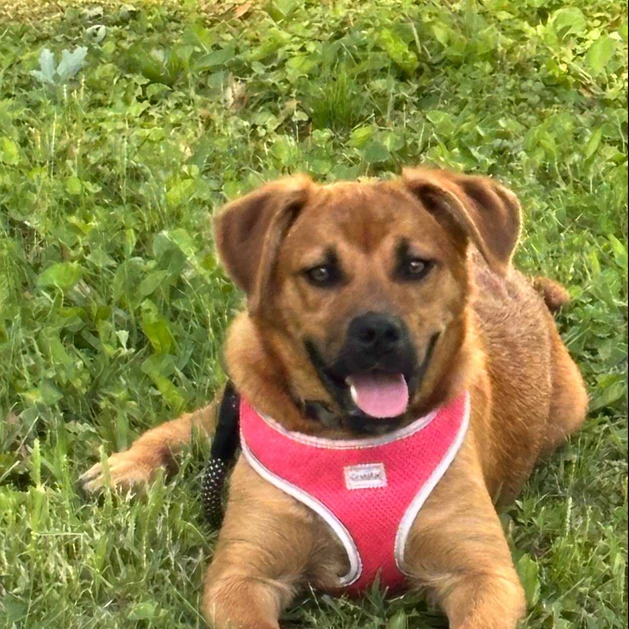Miko McAuliffe