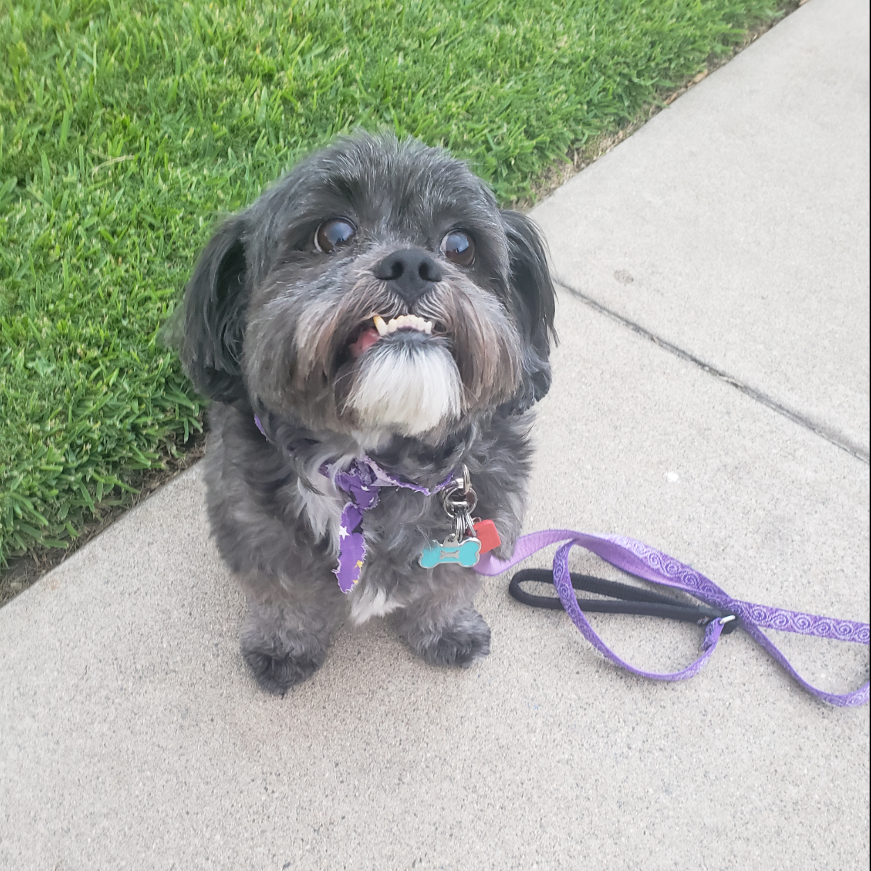 Mochi