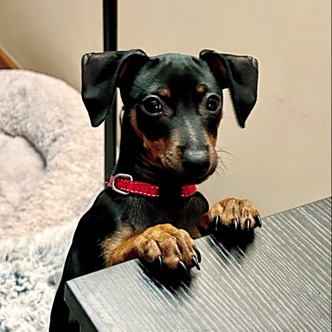 Gotti