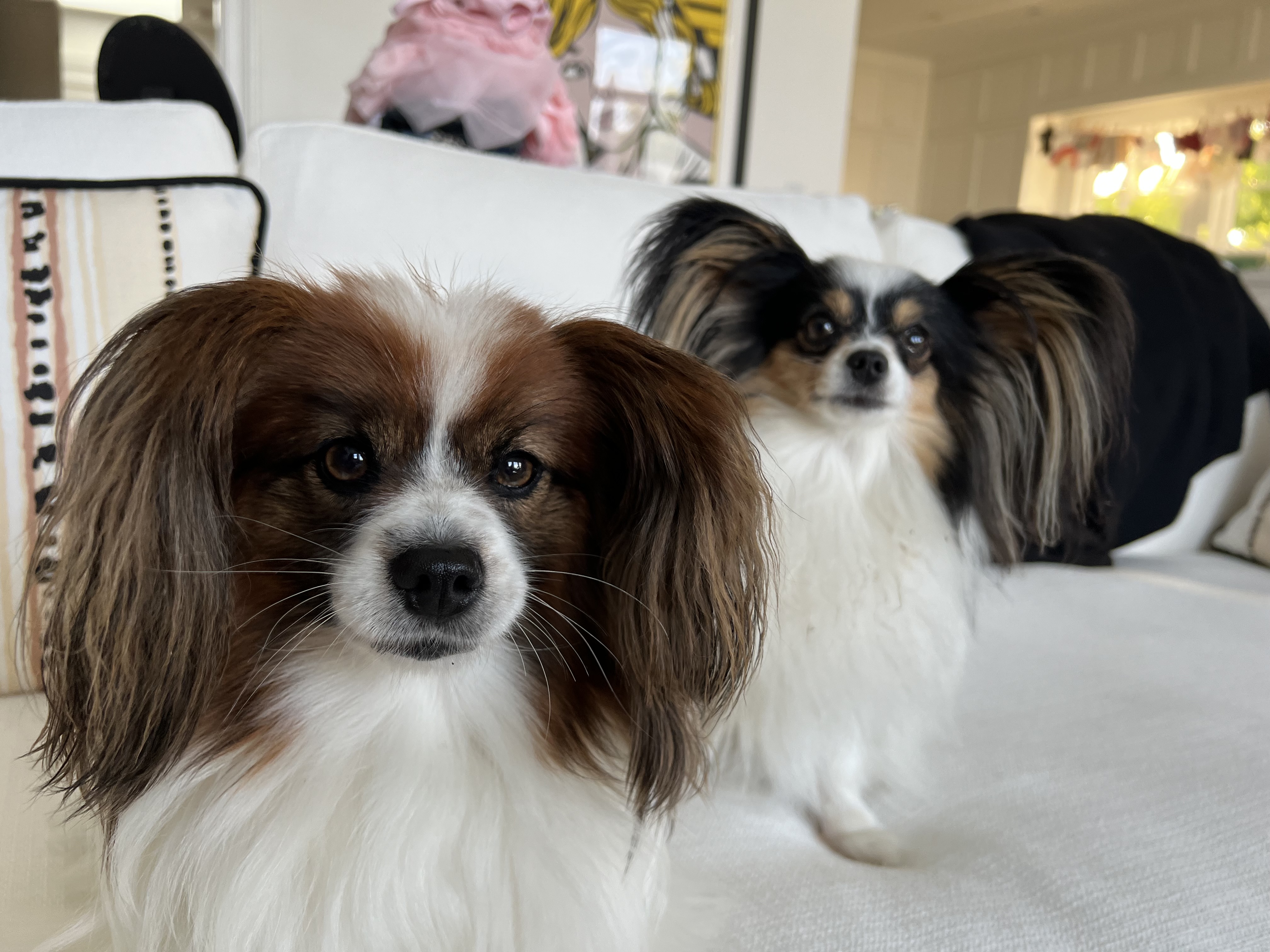 Pamplemousse and Mignonne