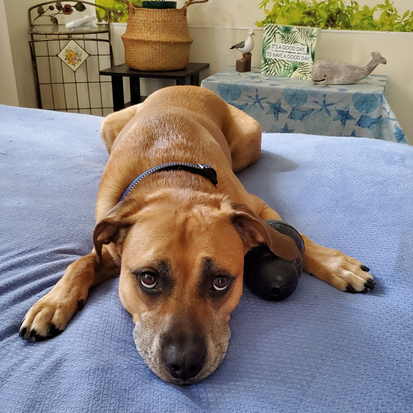 Cooper