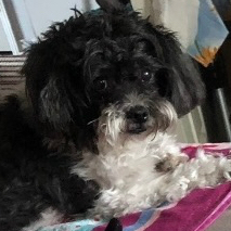 OSCAR