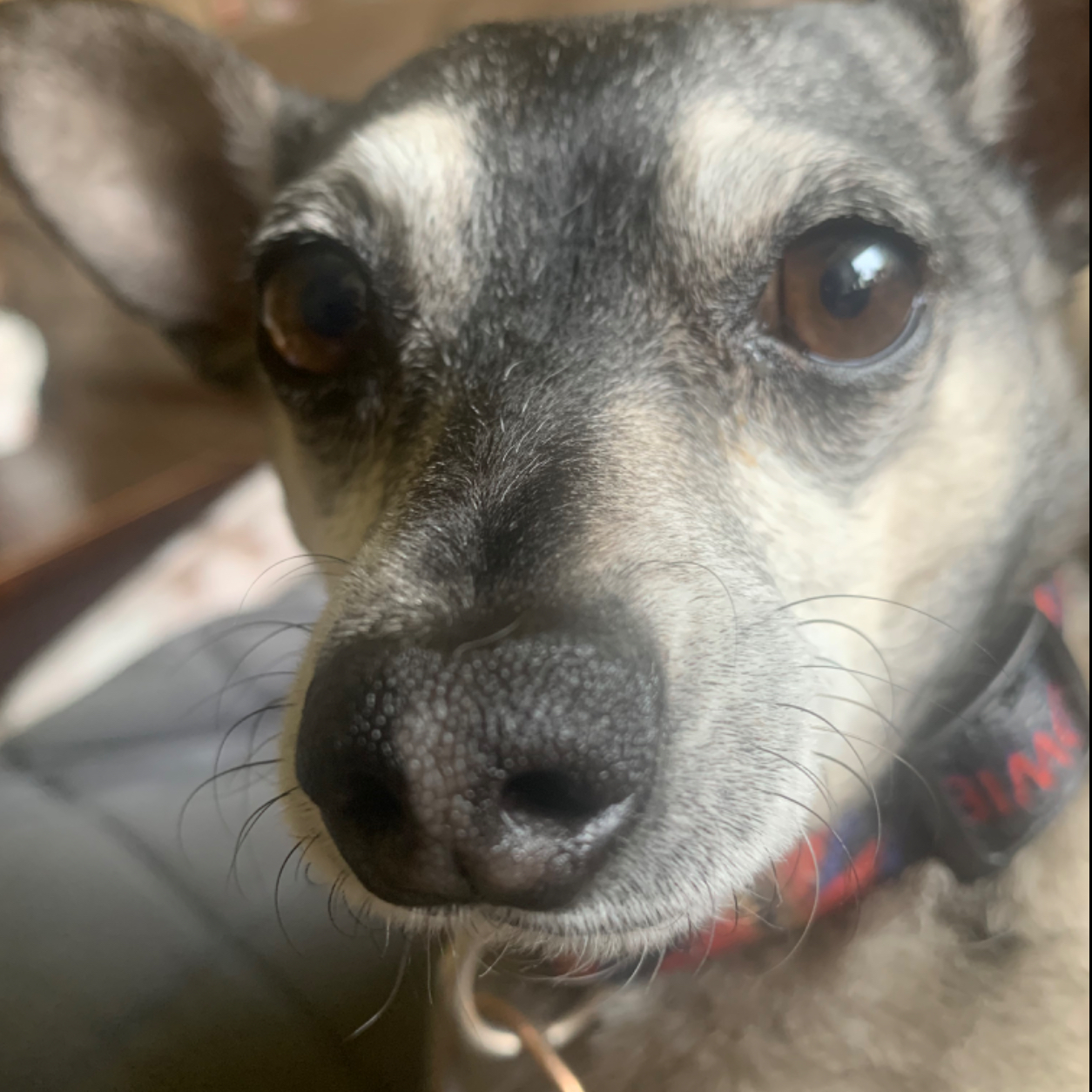 Puppers