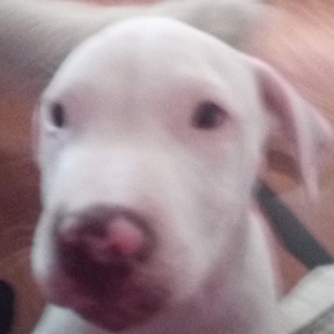 Max