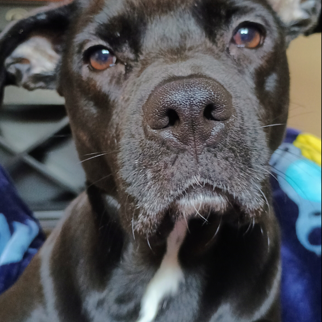 Roxy
