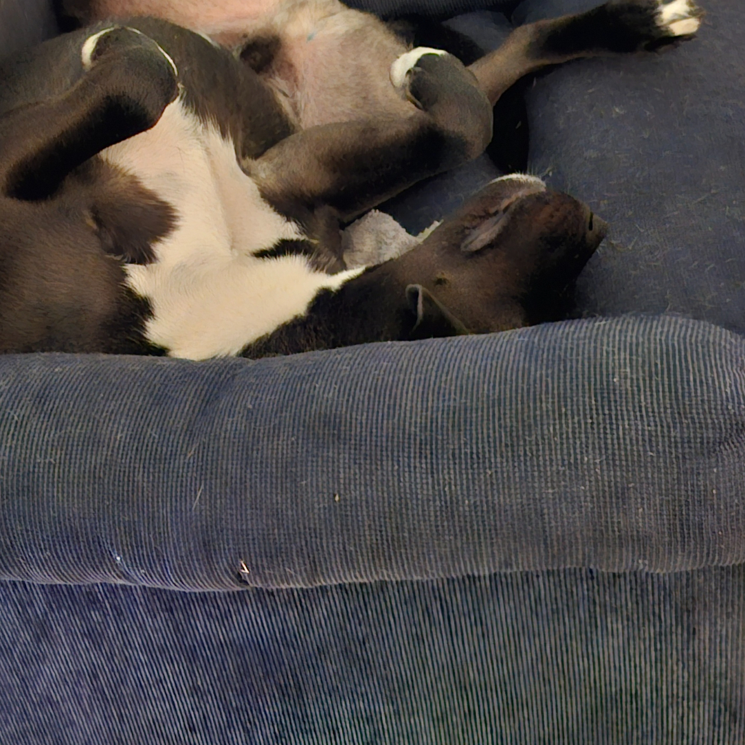 Floppy