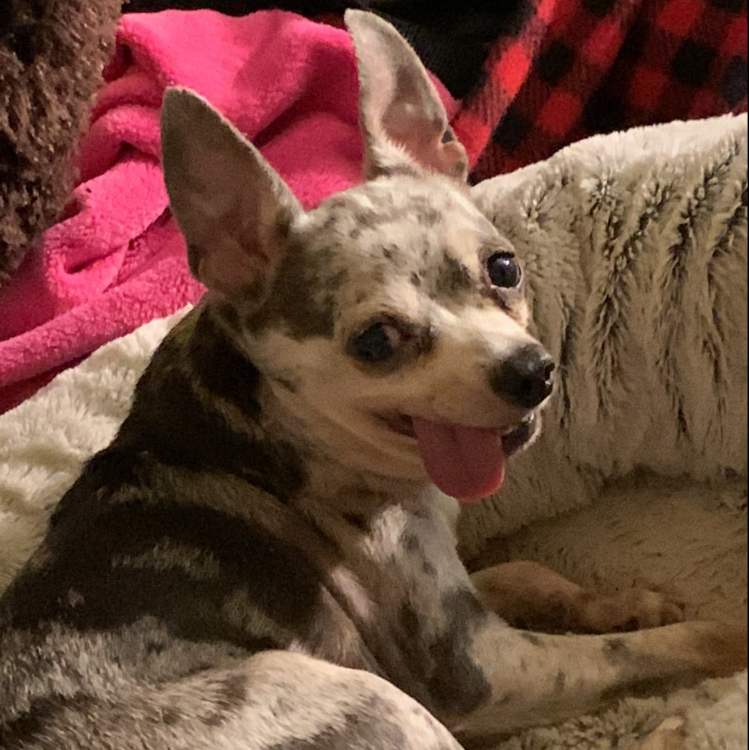 Chico
