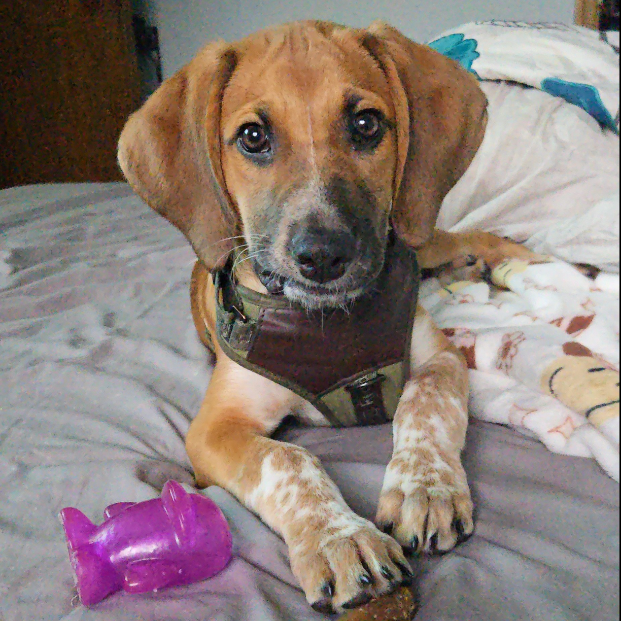Bandit