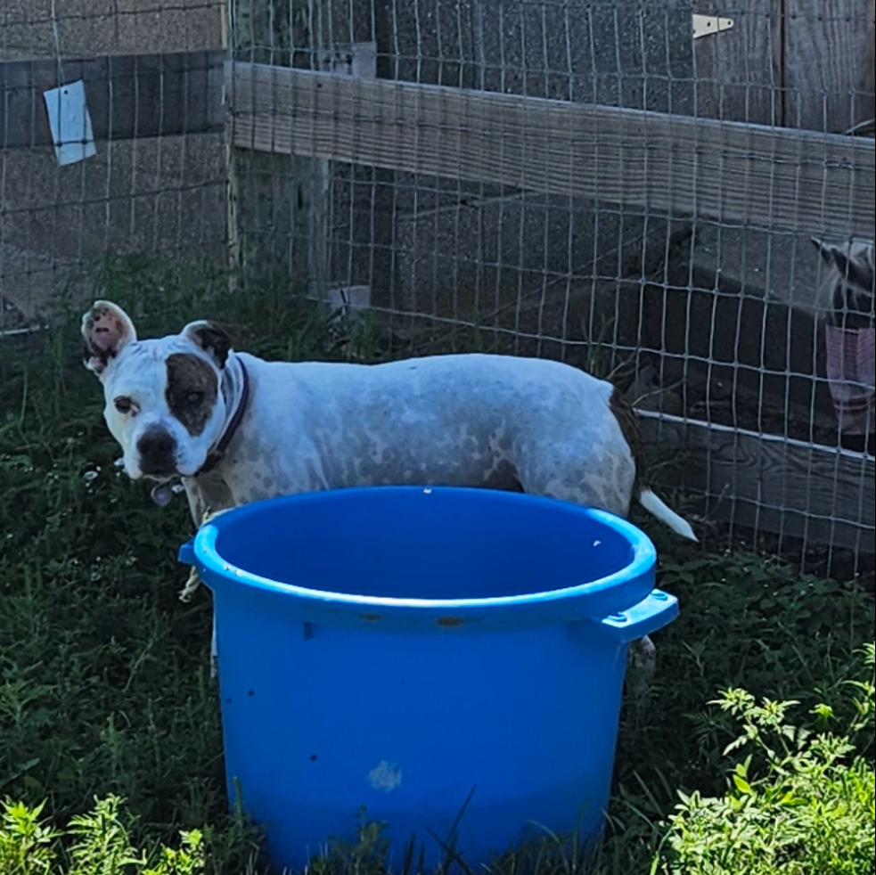 Whitey Bigdog King