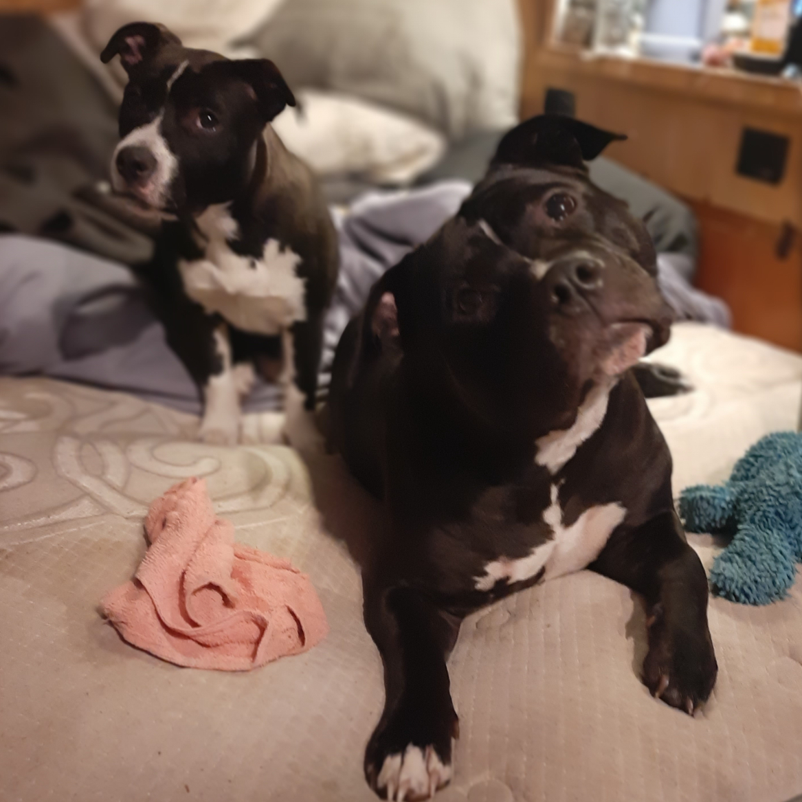 Moonshine and Nova Reign