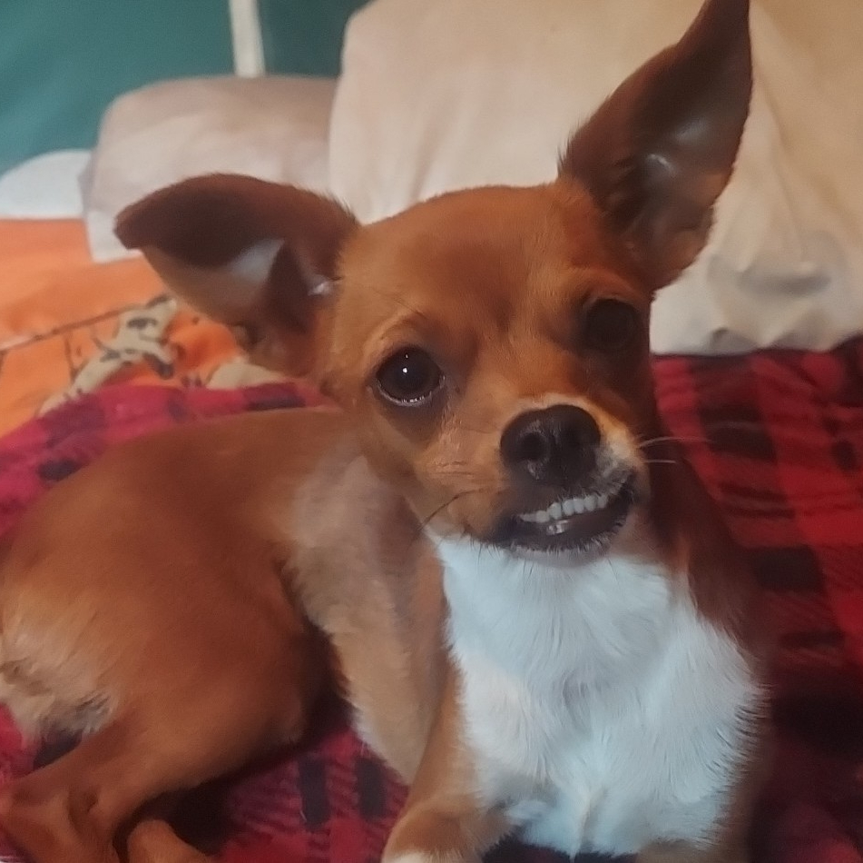 Puppy